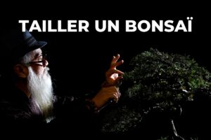 comment tailler un bonsaï : un homme coupe les pousses d'un arbre aux ciseaux