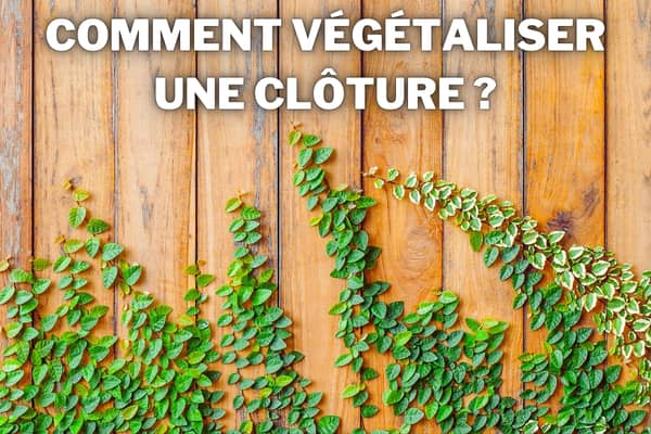 comment vegetaliser une cloture