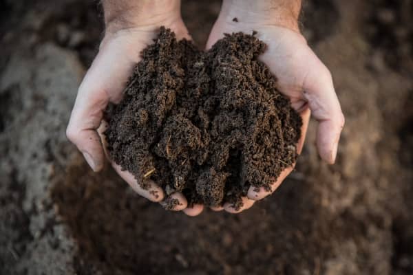 compost frais