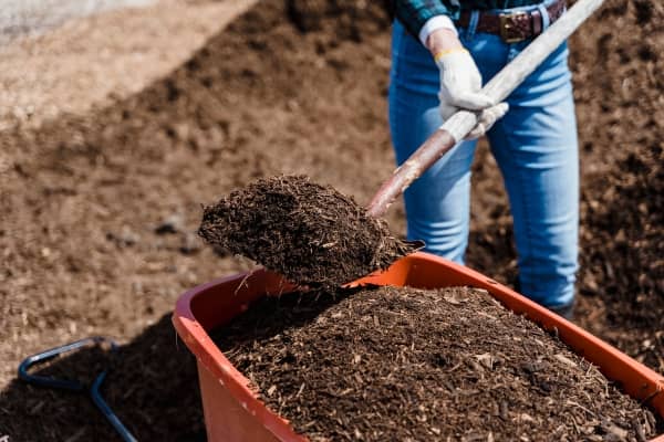 compost mature