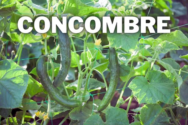 CONCOMBRE Fiche Culture Compl te Pour Bien R ussir