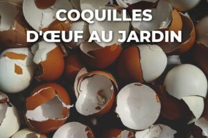 coquilles d'œuf brunes et blanches à broyer pour le jardin
