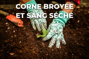 plantation d'un jeune plant avec gants et transplantoir, moment d'apporter corne broyée et sang séché