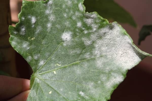 courge atteinte par l oidium