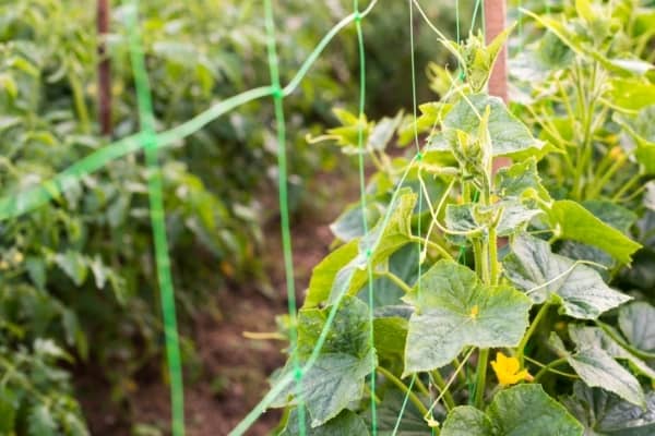 courge poussant sur un filet a ramer