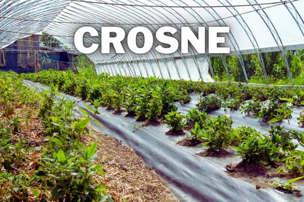 crosne