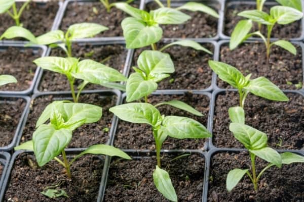 culture de la tomate repiquage