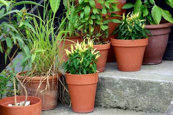 Plantes en pot : engrais et fertilisation naturelle