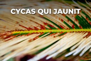 Feuille de cycas qui jaunit et brunit, gros plan