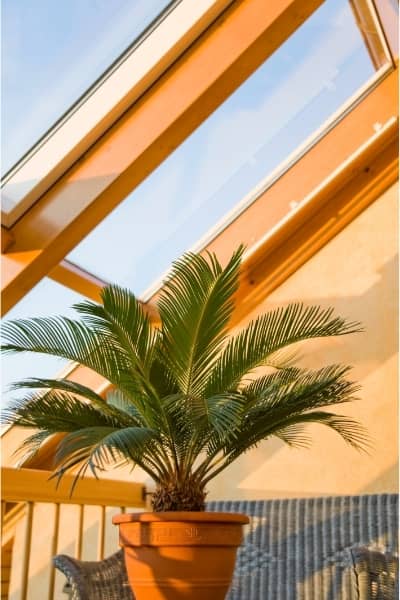 cycas revoluta