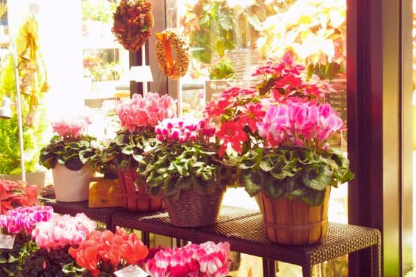 cyclamen
