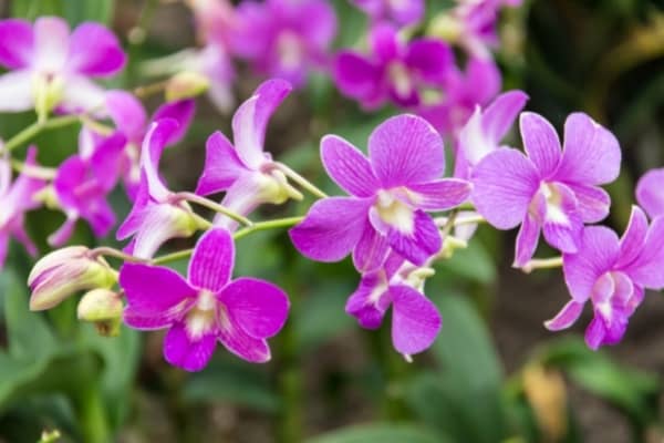 7 raisons de rempoter les orchidées dans la pomice