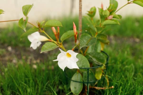 dipladenia blanc