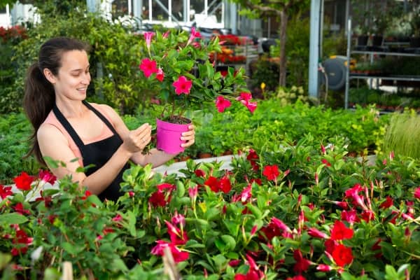 dipladenia en jardinerie