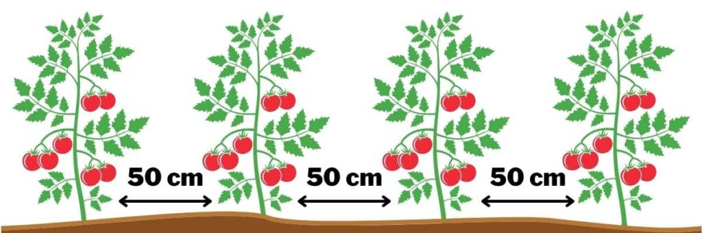 distance de plantation des tomates quel espacement