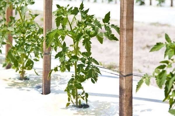 distance de plantation des tomates