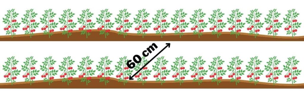 distance entre rang de tomates