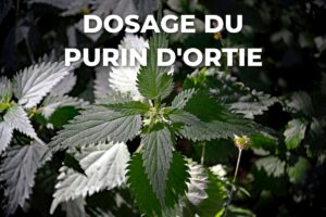 orties fraîches pour préparer le purin d'ortie, à utiliser au bon dosage