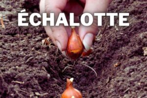 echalotte