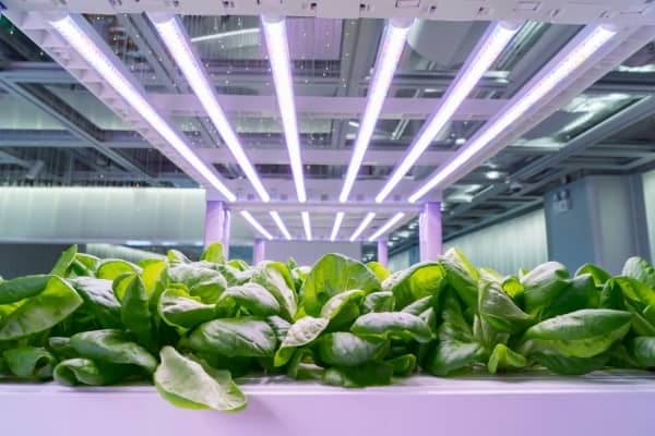 eclairage led horticole