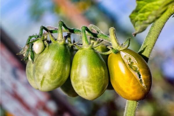 eclatement des tomates