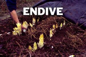 endive