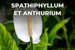 fleur blanche de spathiphyllum, à nourrir comme un anthurium avec un engrais riche en potasse