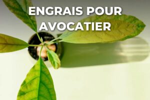 jeune avocatier en pot vu de dessus, à nourrir avec un engrais dilué