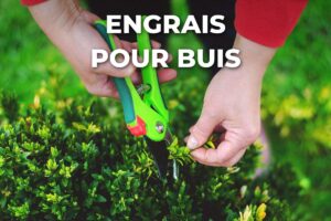 Mains taillant un buis au sécateur, à nourrir ensuite avec un engrais buis