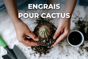 rempotage d'un cactus avant un apport d'engrais cactus
