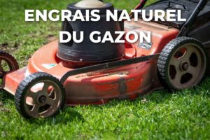 tondeuse sur l'herbe : la tonte laissée sur place est un engrais naturel du gazon