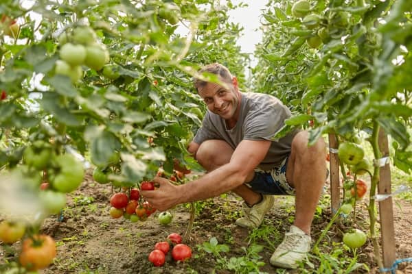 engrais naturel tomate