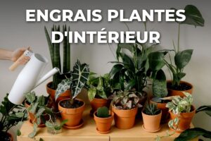 arrosage de plantes d'intérieur en pot avec un engrais dilué