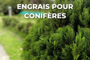 Thuya taillé en boule dans un jardin, engrais conifère