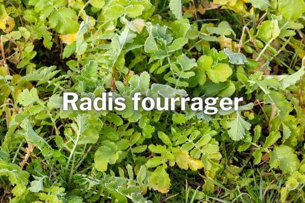 engrais vert automne radis fourrager