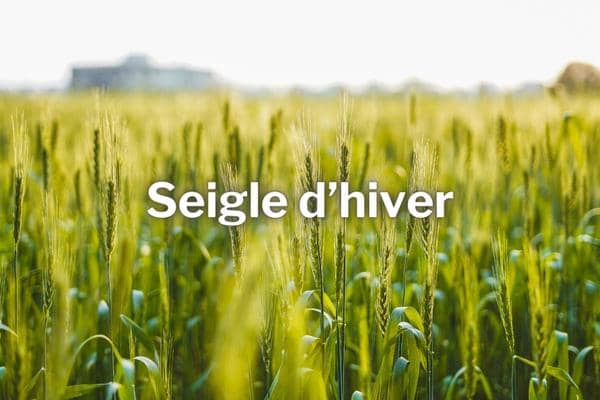 engrais vert automne seigle d hiver