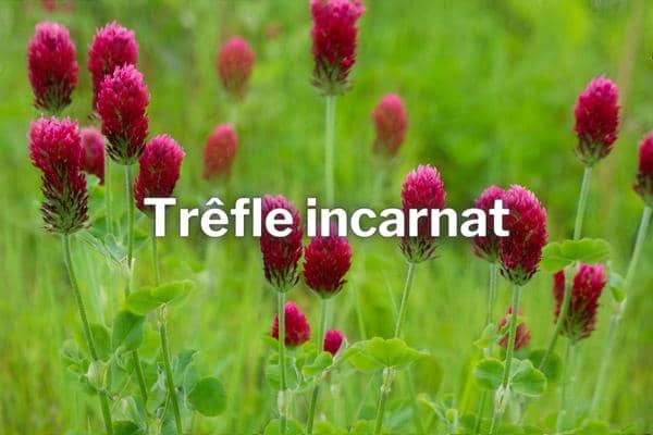 engrais vert automne trefle incarnat