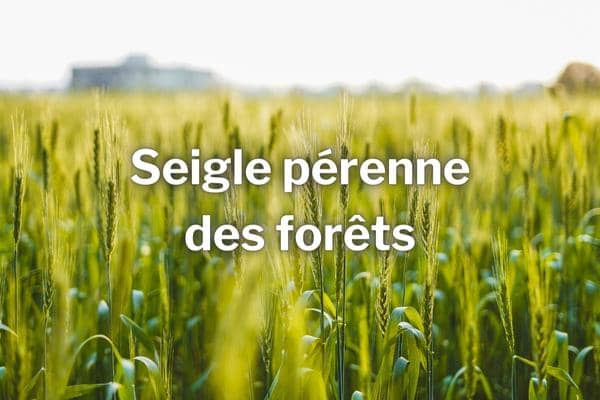 engrais vert d hiver seigle perenne des forets