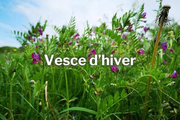 engrais vert d'hiver vesce d hiver