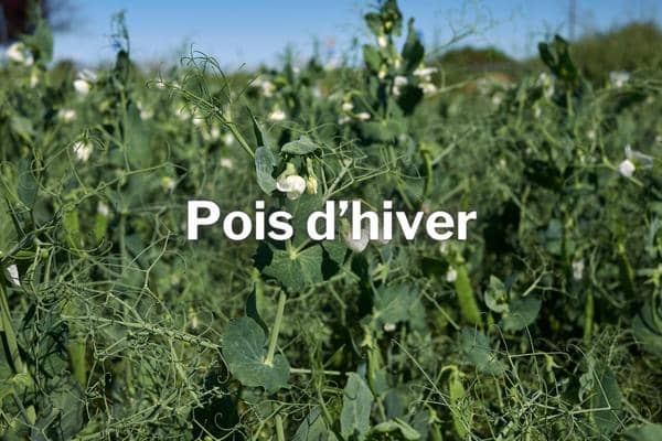 engrais vert hiver pois d hiver