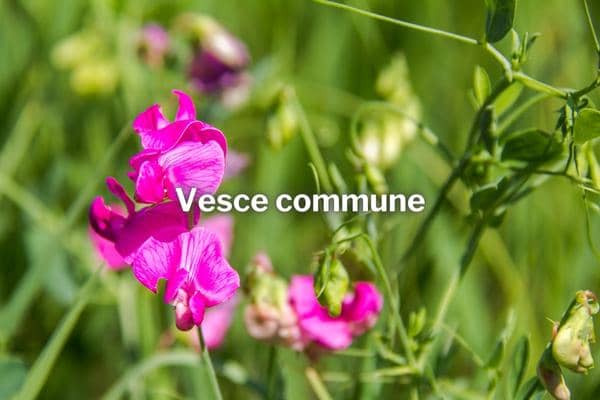 engrais vert vesce commune