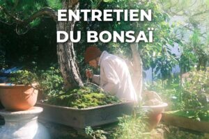 entretien d'un bonsaï : un homme soigne un grand arbre en pot, au jardin