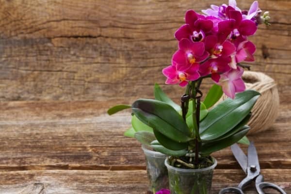 Coupe remplie de billes d'argile sous un phalaenopsis en pot