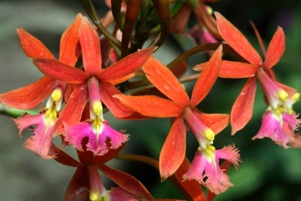 epidendrum