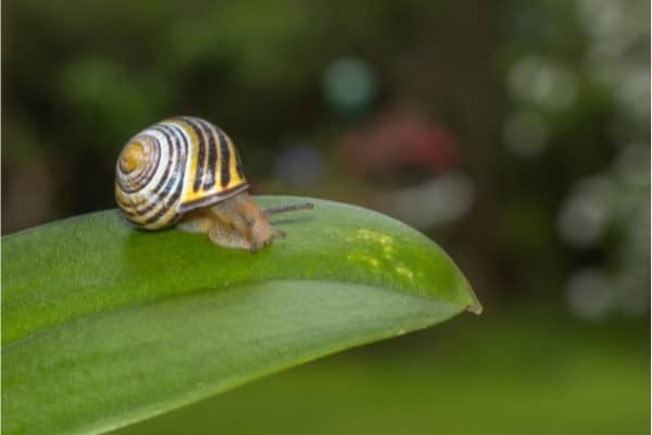 escargot cepea sur une feuille