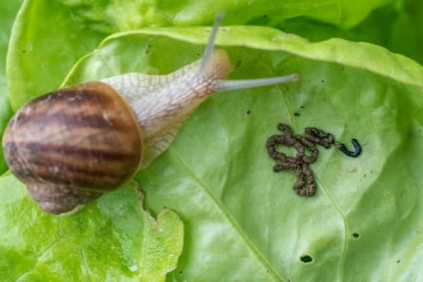 escargots de jardin helix aspersa