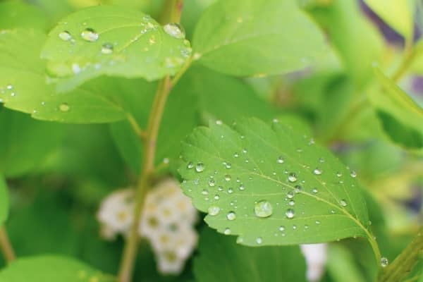 evapotranspiration culture interieur indoor climat auxine jardinerie alternative colmar