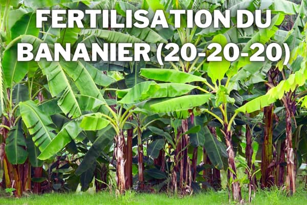 fertilisation bananier avec engrais soluble 20 20 20