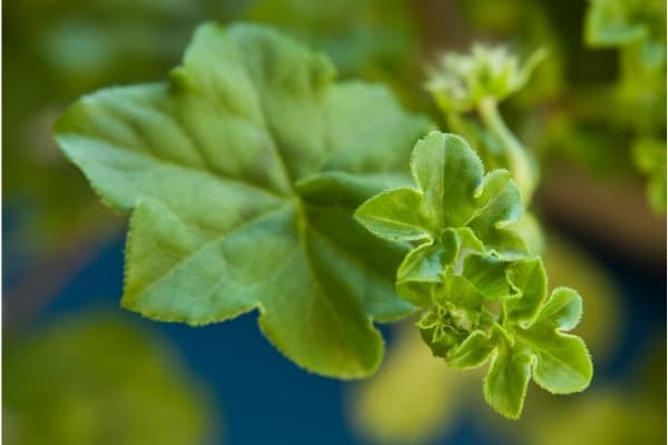 feuilles de geranium lierre