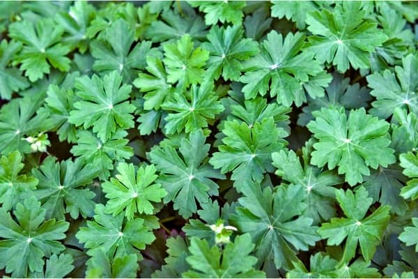 feuilles de geranium odorant